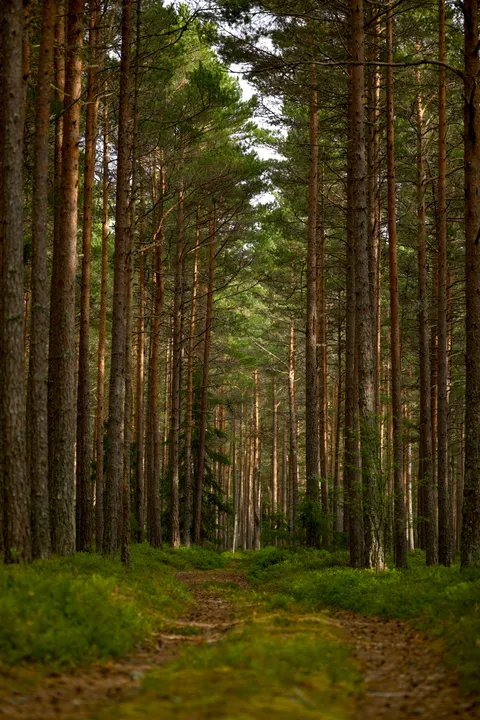 Forest Path Phone Wallpaper · vertical · 1440×2160