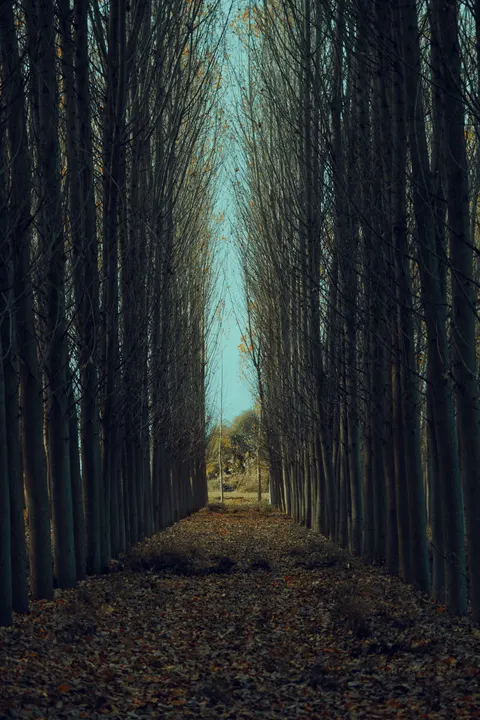 Forest Path Phone Wallpaper · vertical · 1440×2160