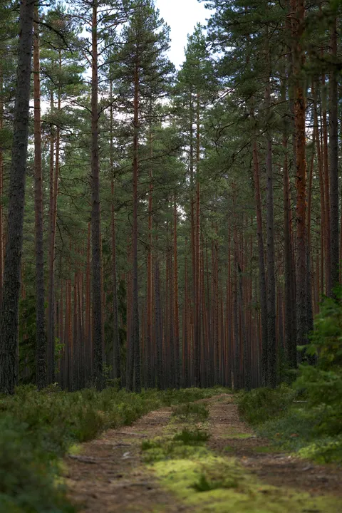 Forest Path Phone Wallpaper · vertical · 1440×2160