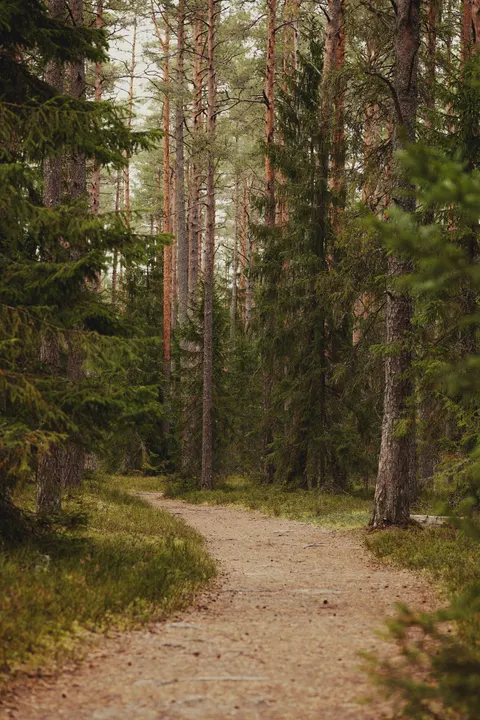Forest Path Phone Wallpaper · vertical · 1440×2160