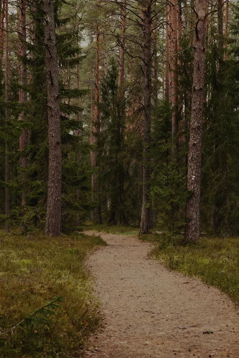 Forest Path Phone Wallpaper · vertical · 1440×2160