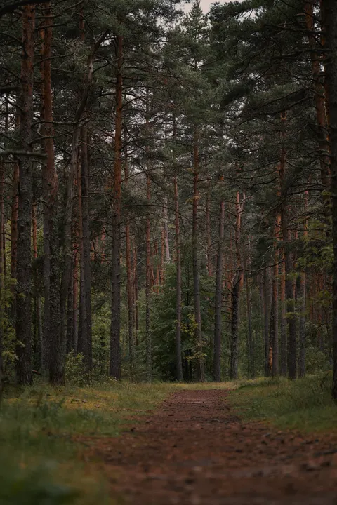 Forest Path Phone Wallpaper · vertical · 1440×2160
