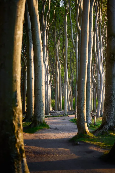Forest Path Phone Wallpaper · vertical · 1440×2159