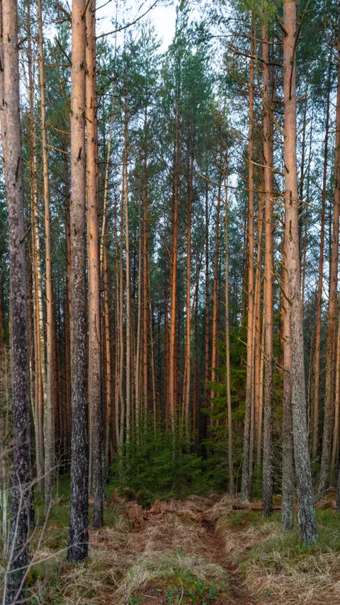 Forest Path Phone Wallpaper · vertical · 1440×2560
