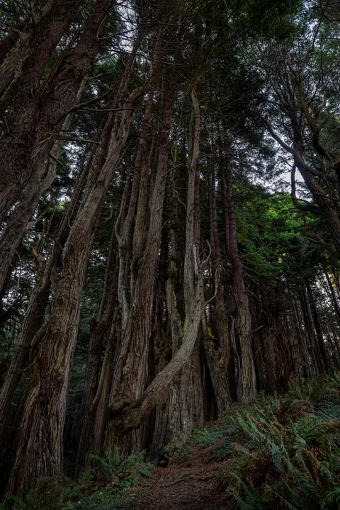Forest Path Phone Wallpaper · vertical · 1440×2159