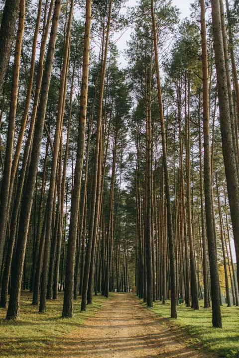 Forest Path Phone Wallpaper · vertical · 1440×2160