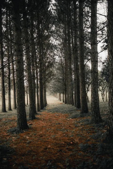 Forest Path Phone Wallpaper · vertical · 1440×2160