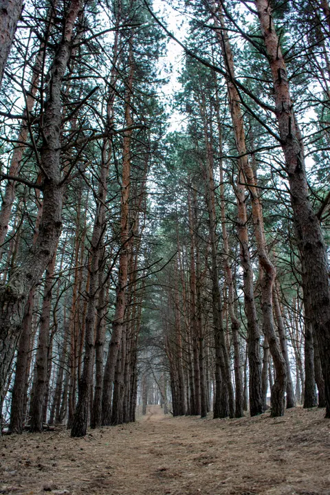 Forest Path Phone Wallpaper · vertical · 1440×2160