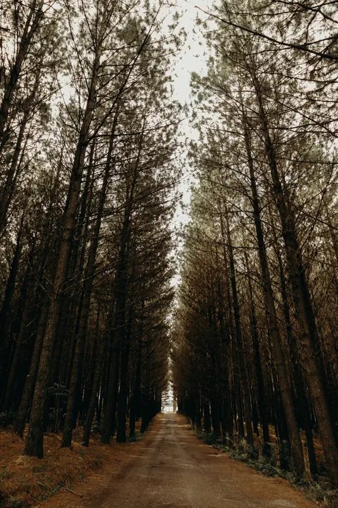 Forest Path Phone Wallpaper · vertical · 1440×2160