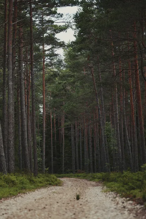Forest Path Phone Wallpaper · vertical · 1440×2160