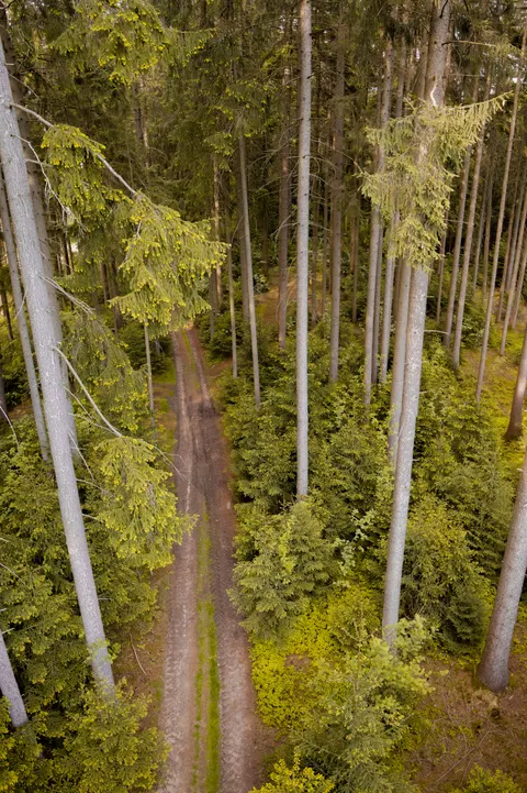 Forest Path Phone Wallpaper · vertical · 1440×2163