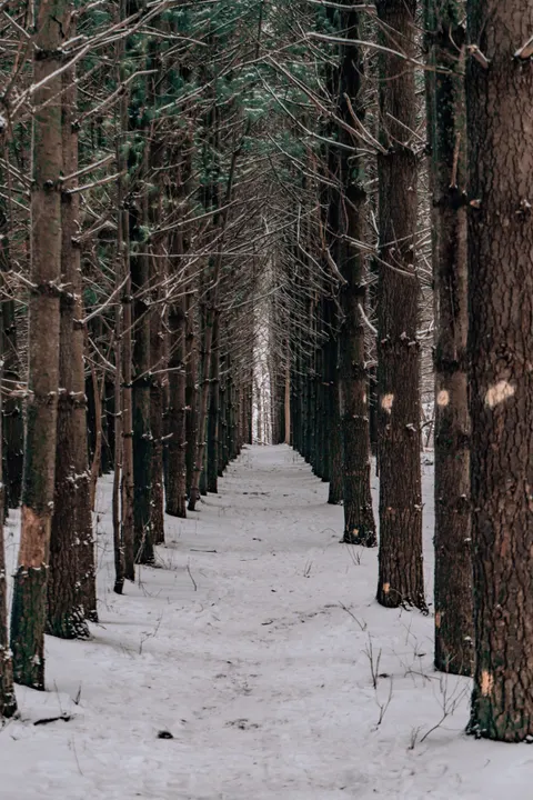 Forest Path Phone Wallpaper · vertical · 1440×2157