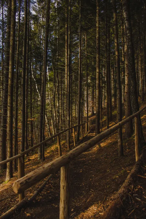 Forest Path Phone Wallpaper · vertical · 1440×2160