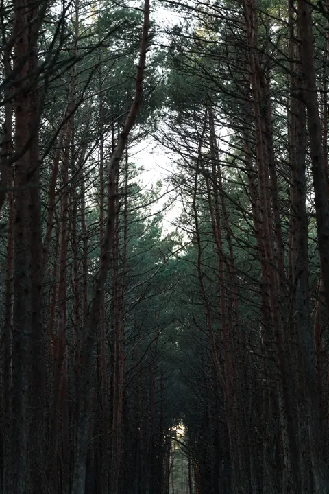 Forest Path Phone Wallpaper · vertical · 1440×2160
