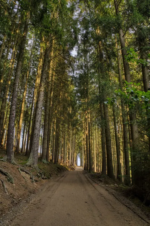 Forest Path Phone Wallpaper · vertical · 1440×2160