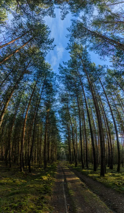 Forest Path Phone Wallpaper · vertical · 1440×2464