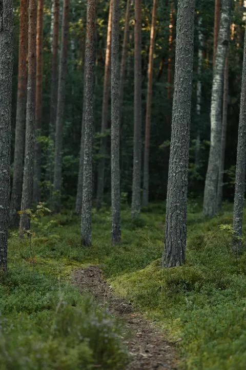 Forest Path Phone Wallpaper · vertical · 1440×2160