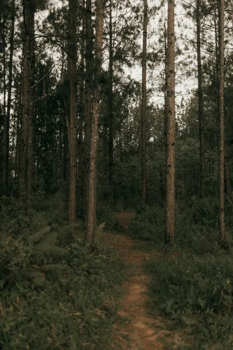 Forest Path Phone Wallpaper · vertical · 1440×2160