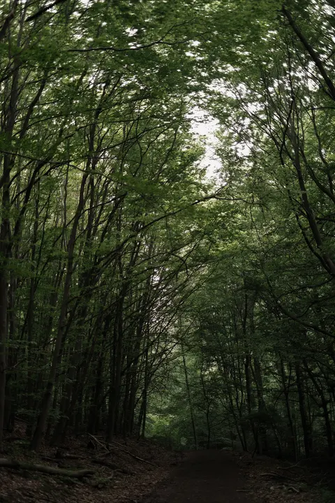 Forest Path Phone Wallpaper · vertical · 1440×2160