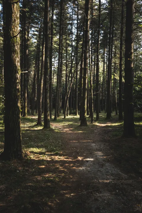 Forest Path Phone Wallpaper · vertical · 1440×2160