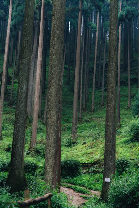 Forest Path Phone Wallpaper · vertical · 1440×2160