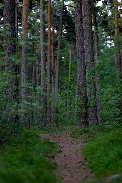 Forest Path Phone Wallpaper · vertical · 1440×2160