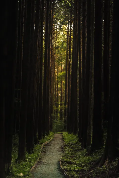 Forest Path Phone Wallpaper · vertical · 1440×2160
