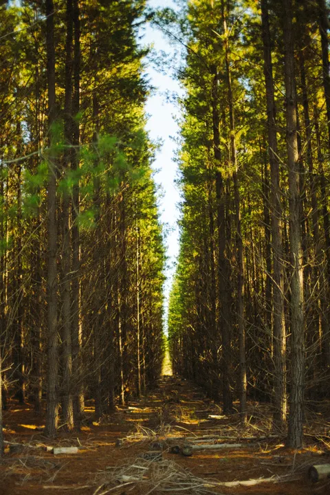 Forest Path Phone Wallpaper · vertical · 1440×2160