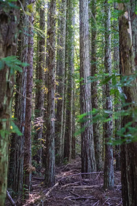 Forest Path Phone Wallpaper · vertical · 1440×2160
