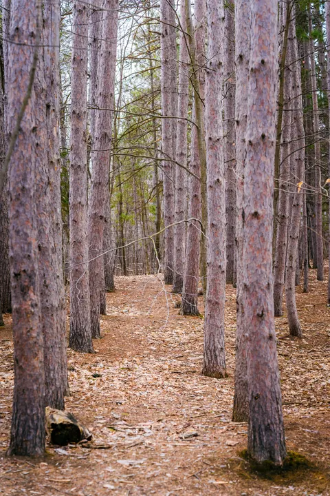 Forest Path Phone Wallpaper · vertical · 1440×2159