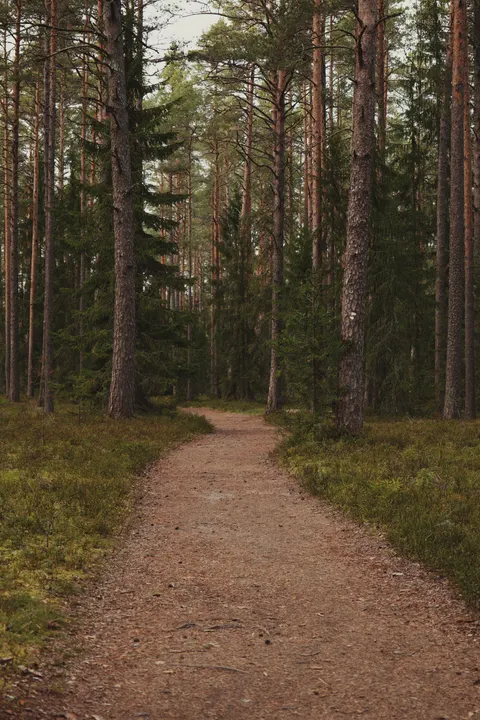 Forest Path Phone Wallpaper · vertical · 1440×2160