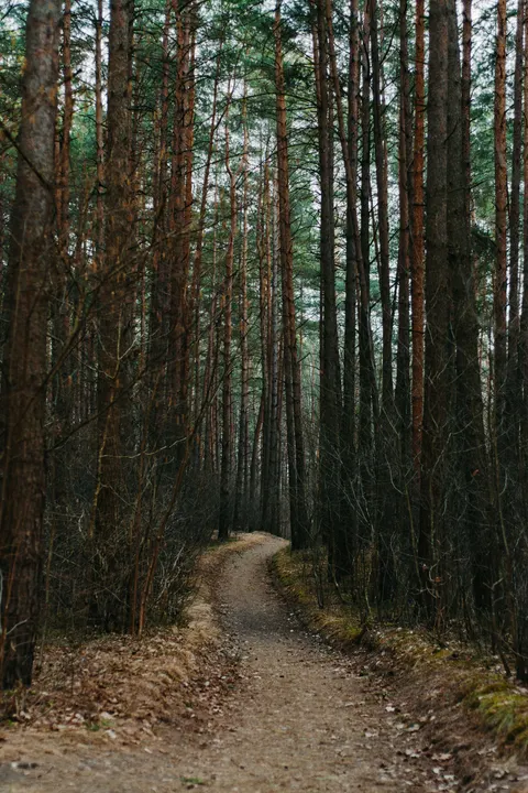 Forest Path Phone Wallpaper · vertical · 1440×2160