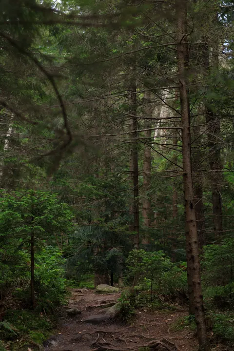 Forest Path Phone Wallpaper · vertical · 1440×2160