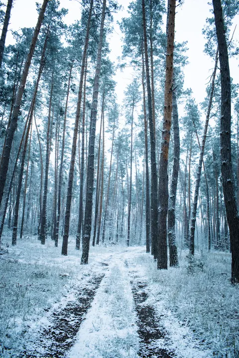 Forest Path Phone Wallpaper · vertical · 1440×2160