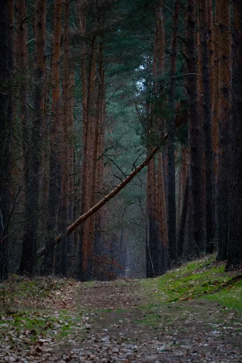 Forest Path Phone Wallpaper · vertical · 1440×2160