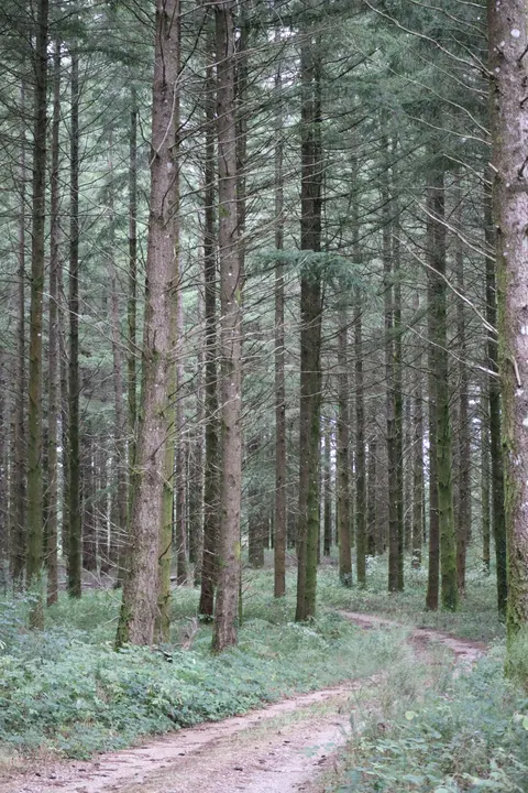 Forest Path Phone Wallpaper · vertical · 1440×2160
