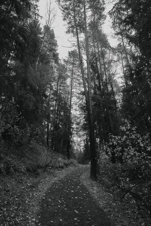 Forest Path Phone Wallpaper · vertical · 1440×2160