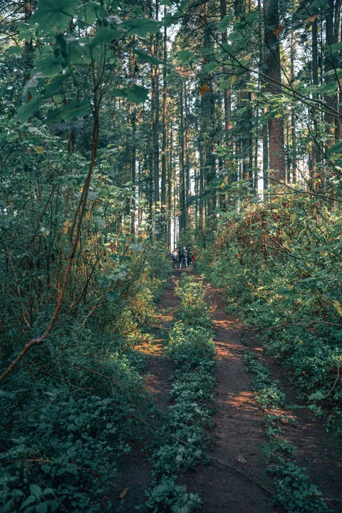Forest Path Phone Wallpaper · vertical · 1440×2160