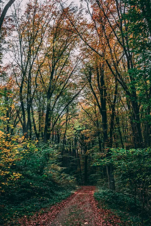 Forest Path Phone Wallpaper · vertical · 1440×2160