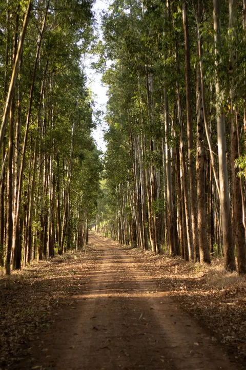 Forest Path Phone Wallpaper · vertical · 1440×2160