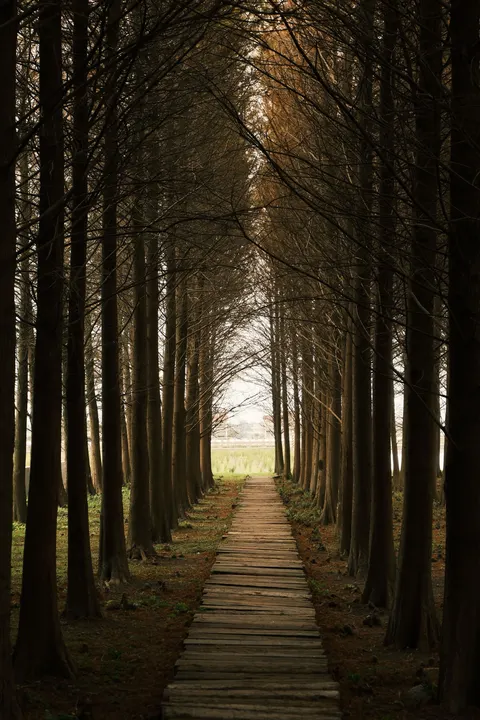 Forest Path Phone Wallpaper · vertical · 1440×2160