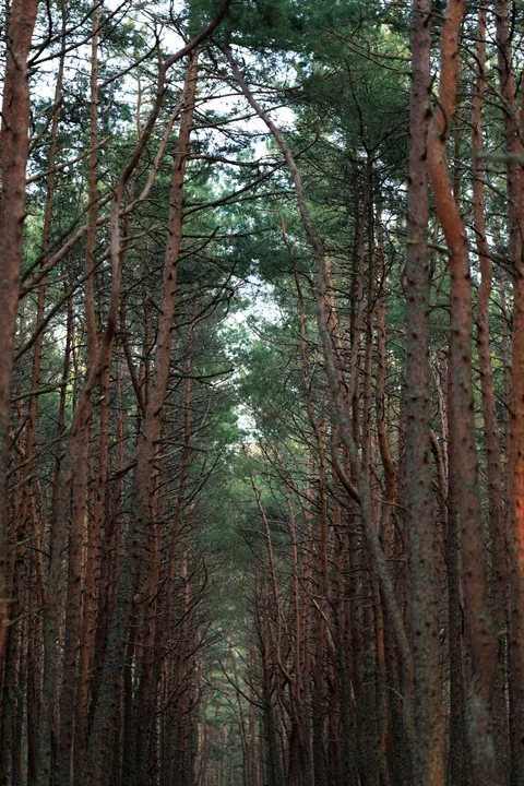 Forest Path Phone Wallpaper · vertical · 1440×2160
