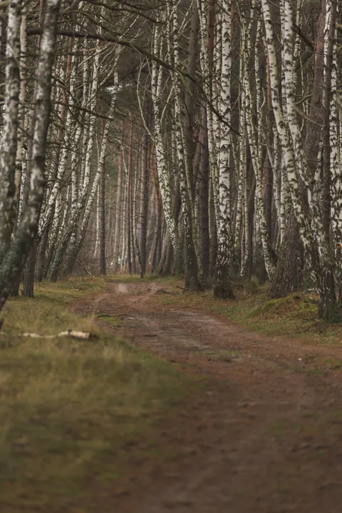 Forest Path Phone Wallpaper · vertical · 1440×2158