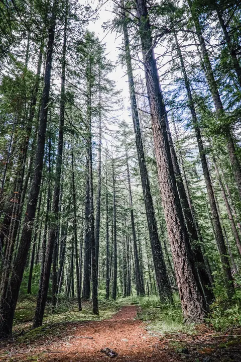 Forest Path Phone Wallpaper · vertical · 1440×2160