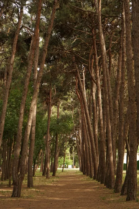 Forest Path Phone Wallpaper · vertical · 1440×2160