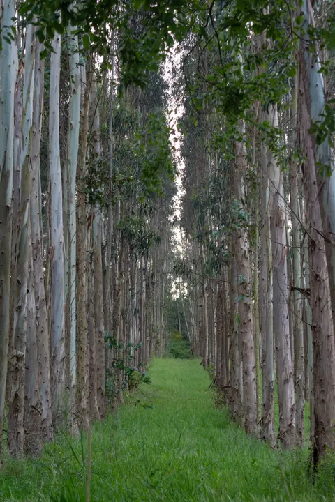 Forest Path Phone Wallpaper · vertical · 1440×2160