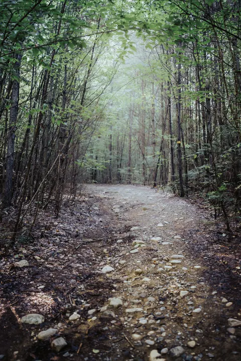 Forest Path Phone Wallpaper · vertical · 1440×2160