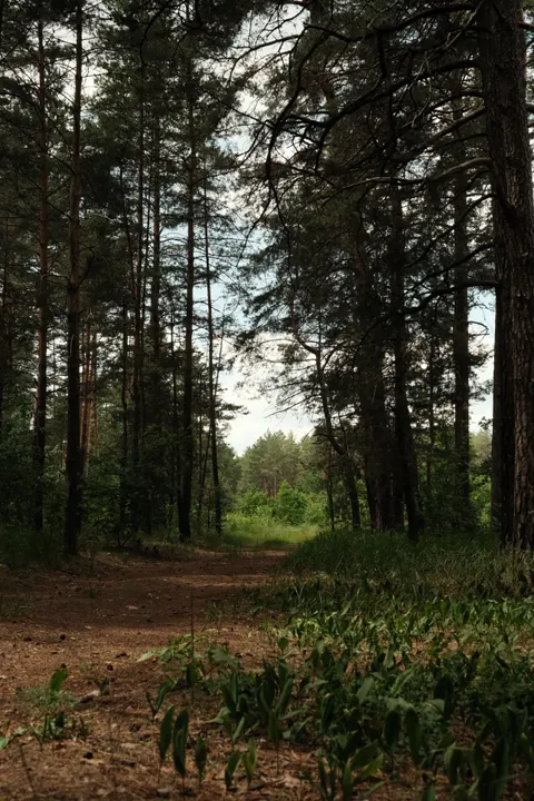 Forest Path Phone Wallpaper · vertical · 1440×2160