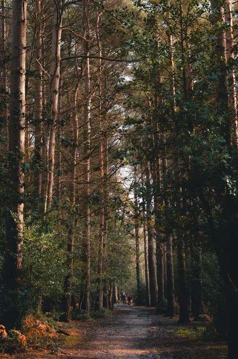 Forest Path Phone Wallpaper · vertical · 1440×2166