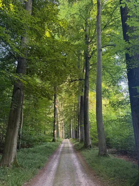 Forest Path Phone Wallpaper · vertical · 1440×1920